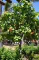 CORDIA sebestenia. Caraïbes. Boraginaceae. 5-7m